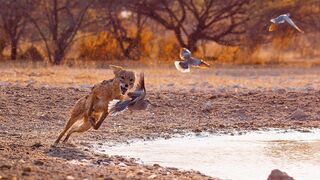 Wild Dogs Battle For Food | Dogs In The Wild: