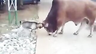 Cow & Goat Baby Funny Fight