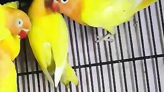Love Birds