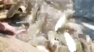 Fish Catching video
