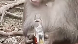 Monkey funny video ||#febspot