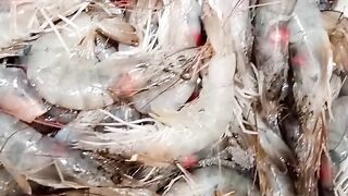 Sea Jhinga fish video