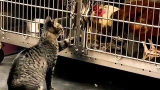 funny Animals
