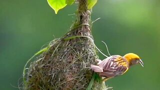 Nest spare video