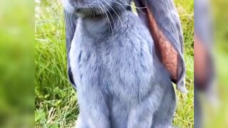 Cute cat video