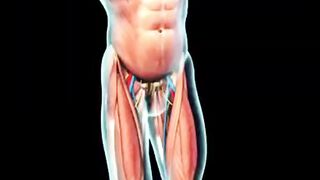 Anatomy