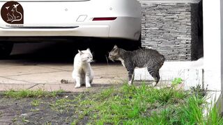 cute & funny cats #09