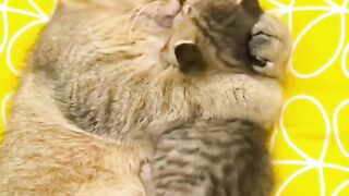 Funny Cat Video
