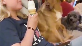 Funny animals vedio