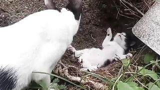 lagi viral kasih sayang ibu kepada anak kucing yang sudah meninggal