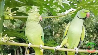 Beautiful parrots