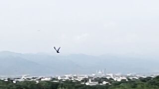 Bird is Flying at Margalla Hills