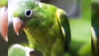 Cute animals