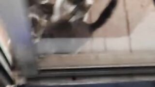 Dog sounds scare cats