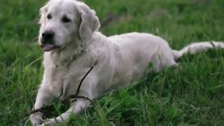 Dog plying in field