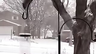 Cheerful squirrel