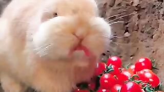 Rabit Eating Tomatoo