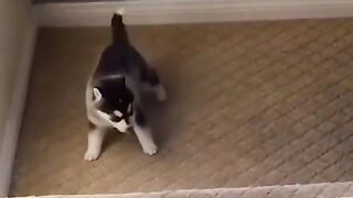 Funny animals must watch ????