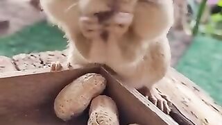 Cute Chimpmunk Try to Eat Peanut.