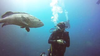 Big Fish Attack on Men
