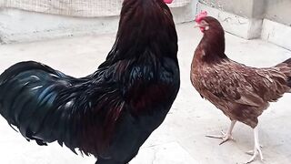 Assil Hen