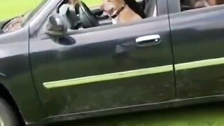 pets divertidos