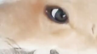 Beautiful puppy Beautiful Eyes