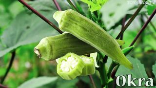 Learn names of Fruits and Vegetables in English
