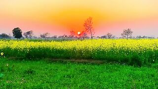 Beautiful View Of Nature