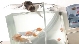 super funny animals part 6