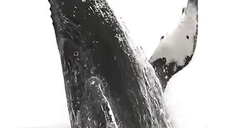 Shark in the sea