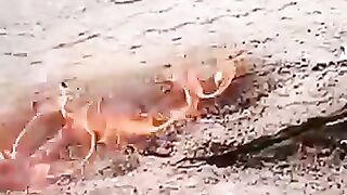 Magic fire on the earth