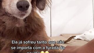 Cachorrinha