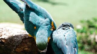 Beautifull parrot