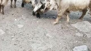 Goats fighting