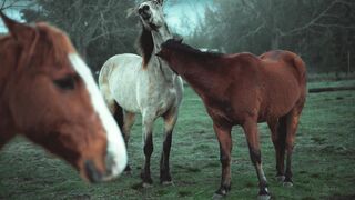 Horse in the farm house