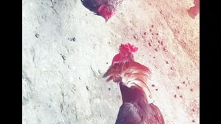 Chicken fight..