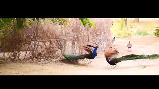 Peacock fight