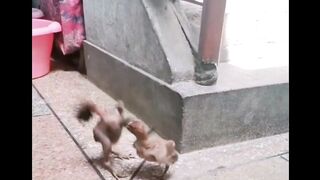 Birds fighting