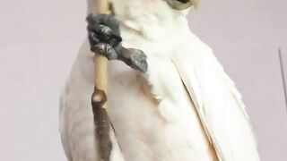 funny parrot videos | so funny parrot meme | subscribe