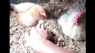 Angry chicken