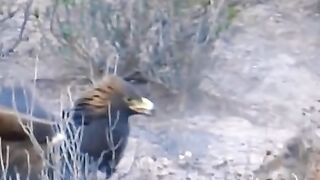 Hunting style