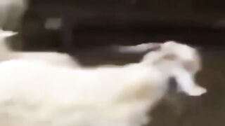 Angry Goat