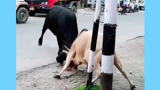 Bull fight