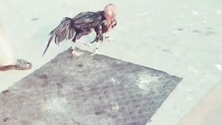 Chicken fight