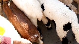 Sheep's and goat