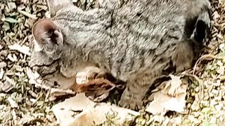 My Cute Pet Cat Eating bread with Goat