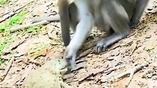 monkey and frog