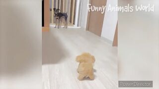 Funniest Dogs And Cats Videos????