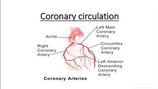 Coronary circulation (Human heart anatomy)